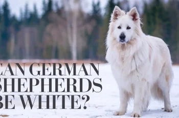 Can German Shepherds Be White? Exploring the Fascinating Truth Behind White German Shepherds