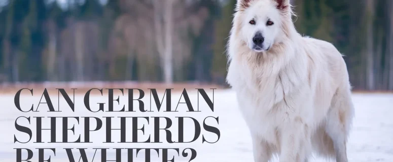 Can German Shepherds Be White? Exploring the Fascinating Truth Behind White German Shepherds