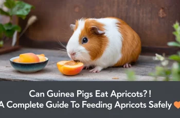Can Guinea Pigs Eat Apricots? A Complete Guide to Feeding Apricots Safely 