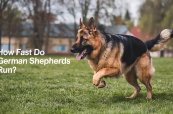 How Fast Do German Shepherds Run? Understanding Their Speed and Physical Abilities