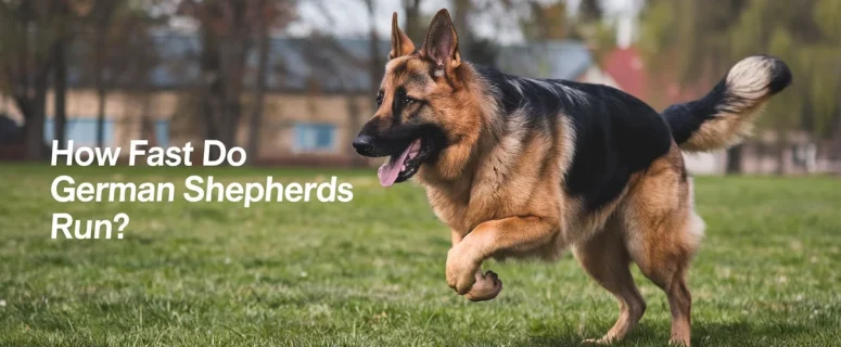 How Fast Do German Shepherds Run? Understanding Their Speed and Physical Abilities
