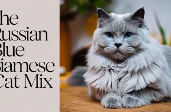 The Russian Blue Siamese Cat Mix: A Guide to This Unique Hybrid Breed