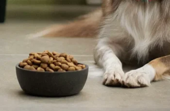 Top 5 Benefits of Feeding Your Dog a Raw Food Diet