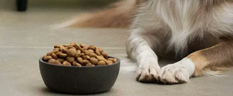 Top 5 Benefits of Feeding Your Dog a Raw Food Diet