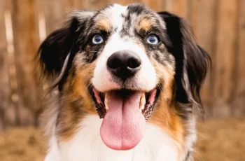 The Essential Role of Prebiotics and Probiotics in Dog and Cat Nutrition