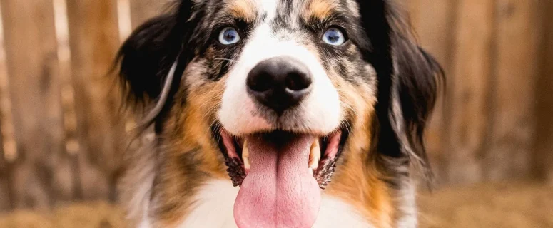 The Essential Role of Prebiotics and Probiotics in Dog and Cat Nutrition