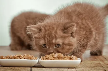 Wet vs. Dry Cat Food: Choosing the Best Diet for Your Feline Friend