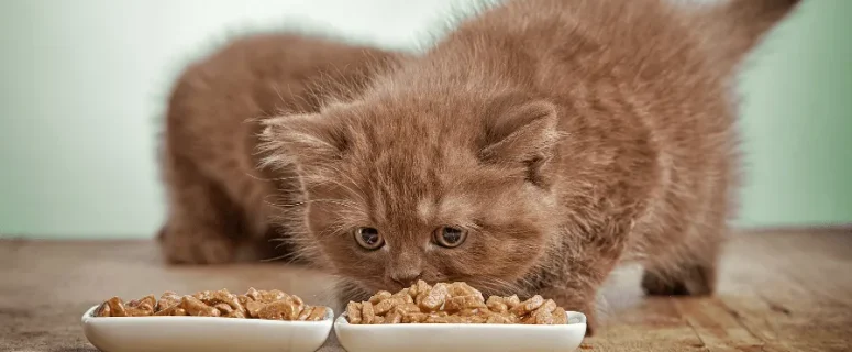 Wet vs. Dry Cat Food: Choosing the Best Diet for Your Feline Friend